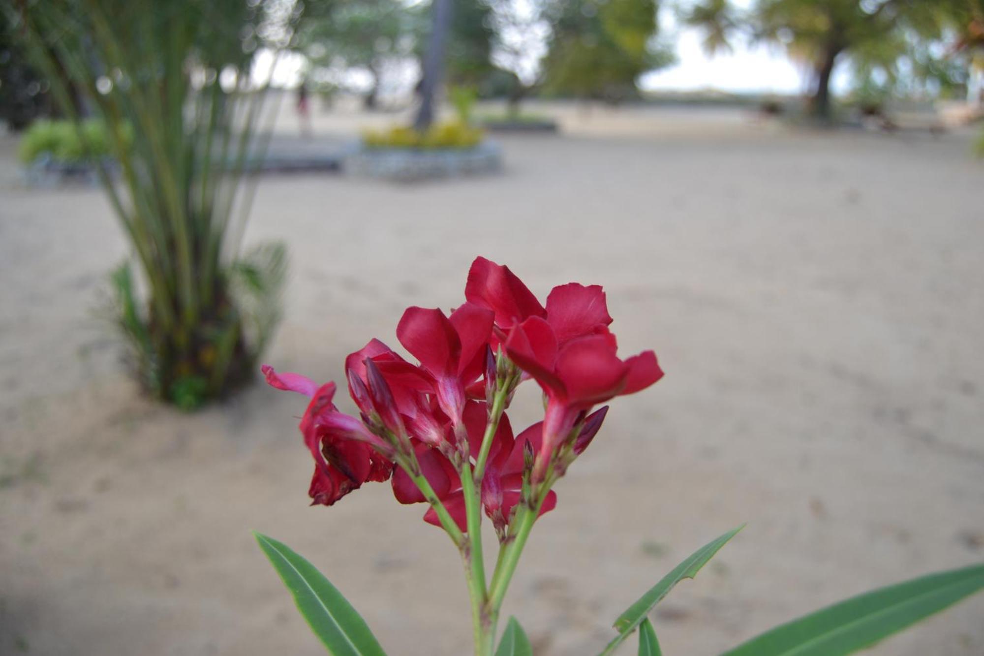 Nirukthie Beach Resort & Restaurant Kalpitiya Dış mekan fotoğraf